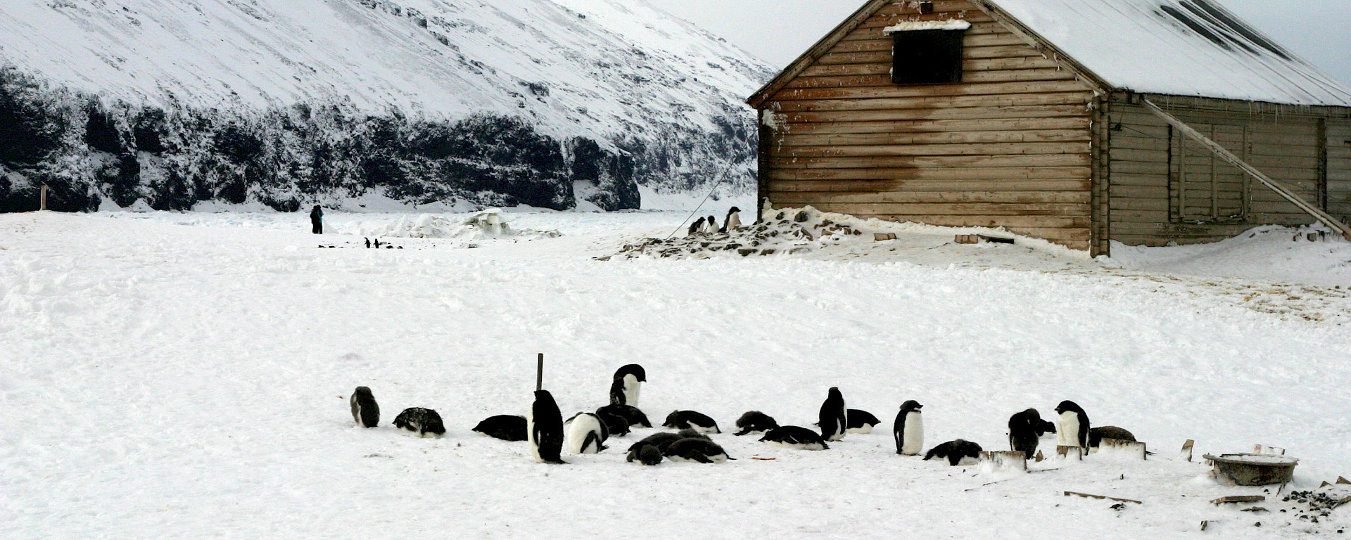 A timber hut with penguins in the foreground.