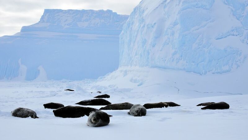 A group of Weddell seals on the ice, some looking at camera, a large ice wall in background