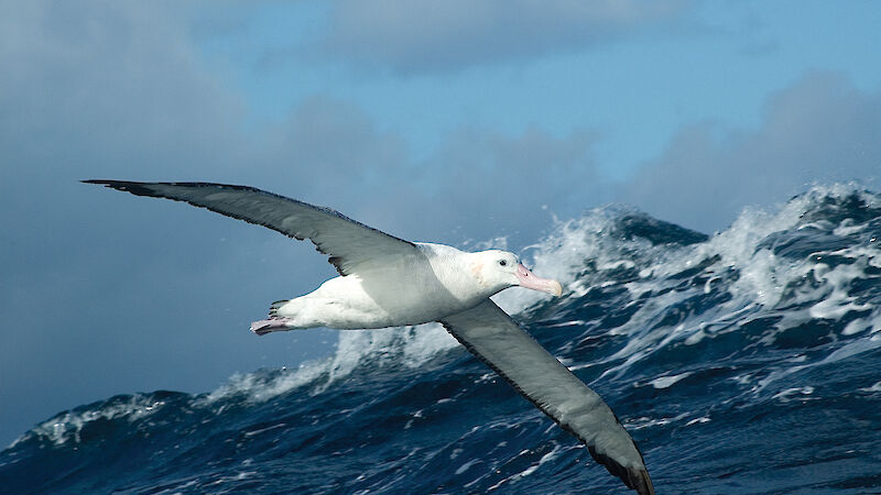 Wandering albatross flying