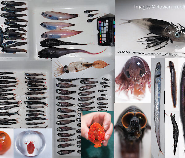 A collection of fish and other mesopelagic creatures on trays.