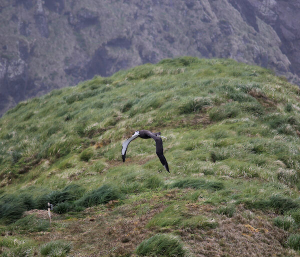 A wandering albatross flying for the first time on Macquarie Island