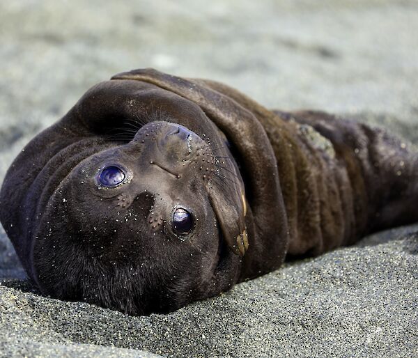 A dark brown, furry, newborn elephant seal pup lays on the sand
