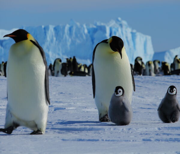 Emperor Penguins and chicks — Auster Rookery, Mawson Station.