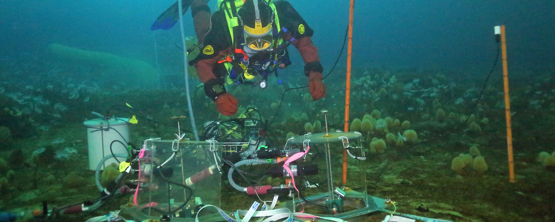 A diver installs a mini-chamber under the sea ice for ocean acidification experiments.