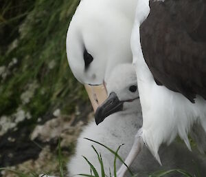 A black-browed albatross with chick on Macquarie Island.