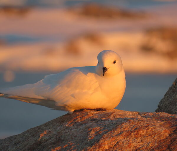 A snow petrel on Reeves Hill