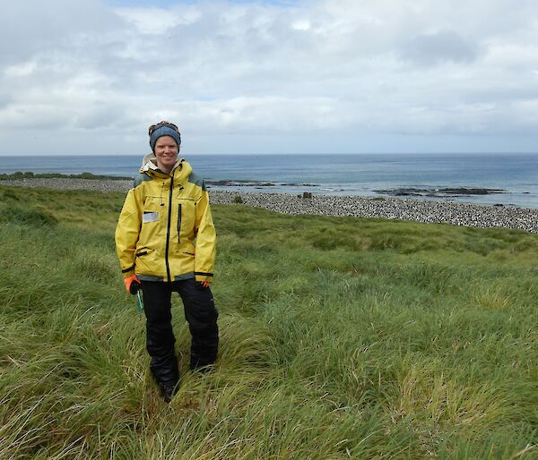 Female scientist stands in the grass near a king penguin colony on Macquarie Island.