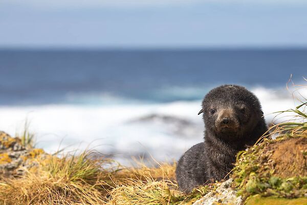 Cute fur seal pup in the grass looking at camera