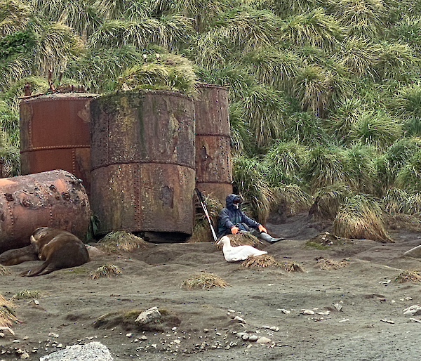 An expeditioner sits in front of the legacy digesters, large rusting metal barrels.  A seal lies to the side and an albatross sits just in front