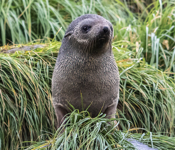 A small fur seal sits on a tussock facing the camera