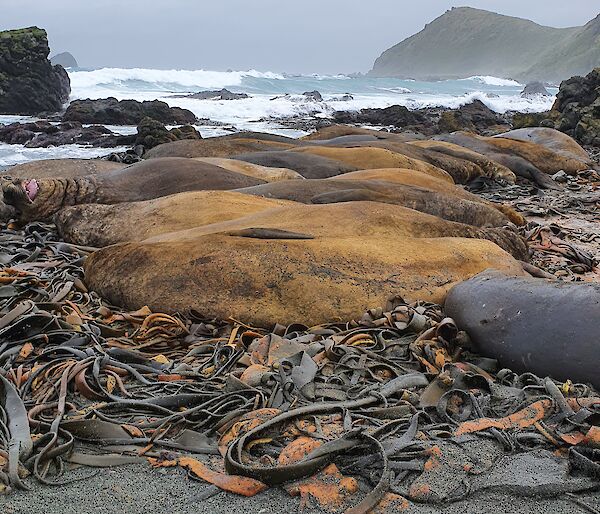 A group of elephant seals lying on the beach