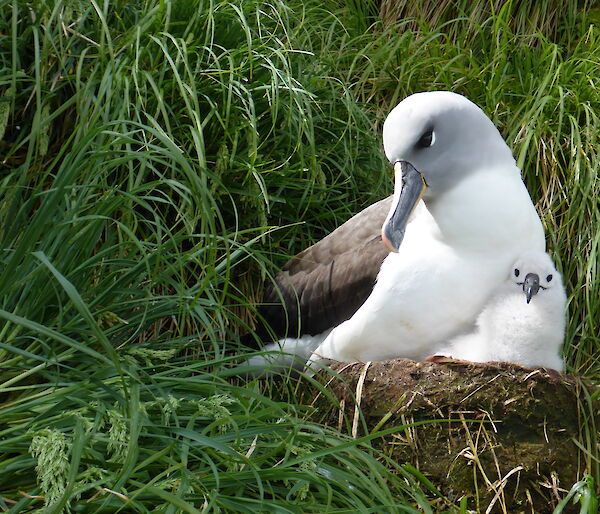 A grey-headed albatross and its fluffy chick on a nest, surrounded by grassy vegetation.
