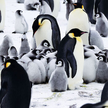Emperor penguin chicks and adults.