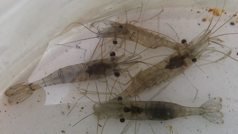 Four Derwent River shrimp captured in the wet well, in perfect condition.