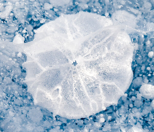 Bubble of air trapped in the frozen ground looks like a white pancake against the blue ice