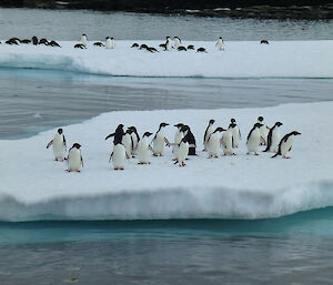 Adélie penguins on an ice floe