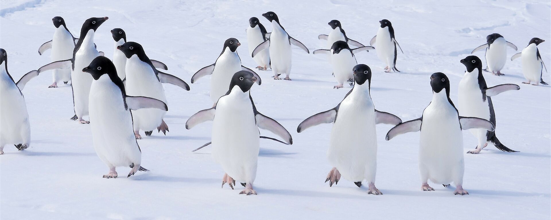 A group of Adelie penguins running towards the camera