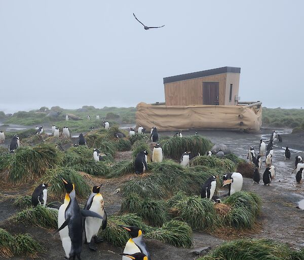 Penguins huddle amongst green tussocks of grass with a wooden hut in the background on a grey, wet day