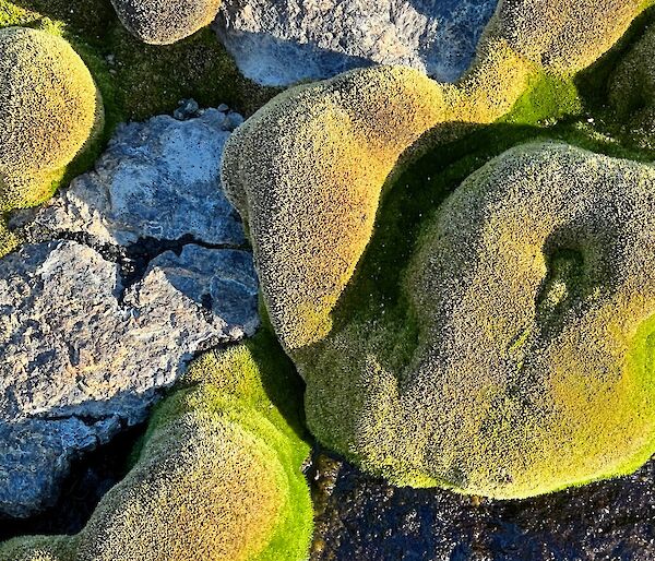 A close up of green moss on grey rocks