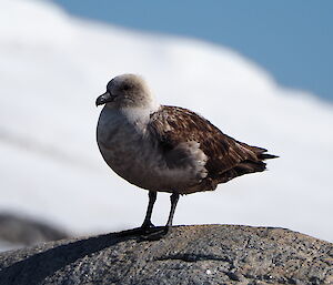 A brown bird sits on a rock.