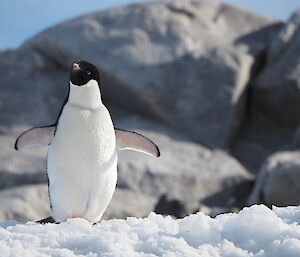 Adelie penguin standing on snow.
