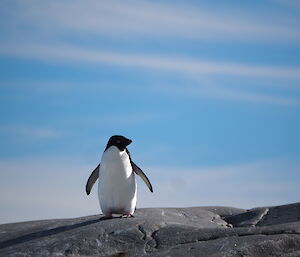 An Adelie penguin standing on a rock.