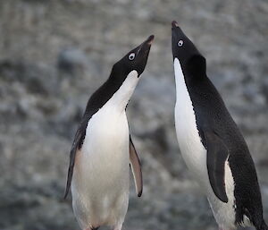 Two Adelie penguins stand with their necks stretched up.