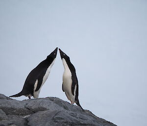 Two adelie penguins stand, nose to nose.