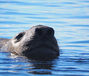 An elephant seal pokes its head out of the water.