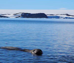 An elephant seal in a blue bay with snow-covered hills behind.