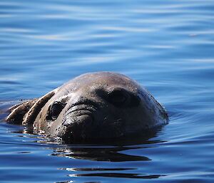 Close-up of an elephant seal with still blue water around.