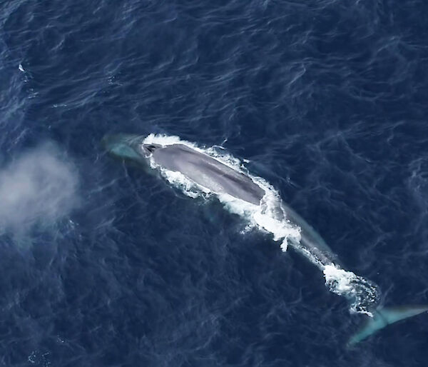 Aerial view of an Antarctic blue whale with a puff of aerated water rising like a cloud from its blow hole.
