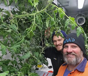 Two men with beanies on stand next to a bushy tomato plant