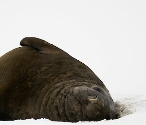 An elephant seal lying on its side in the snow.