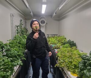 A man stands in a hydroponics room, surrounded by plants, inspecting some foliage.