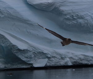 Skua bird soaring in foreground with ice cliff in background