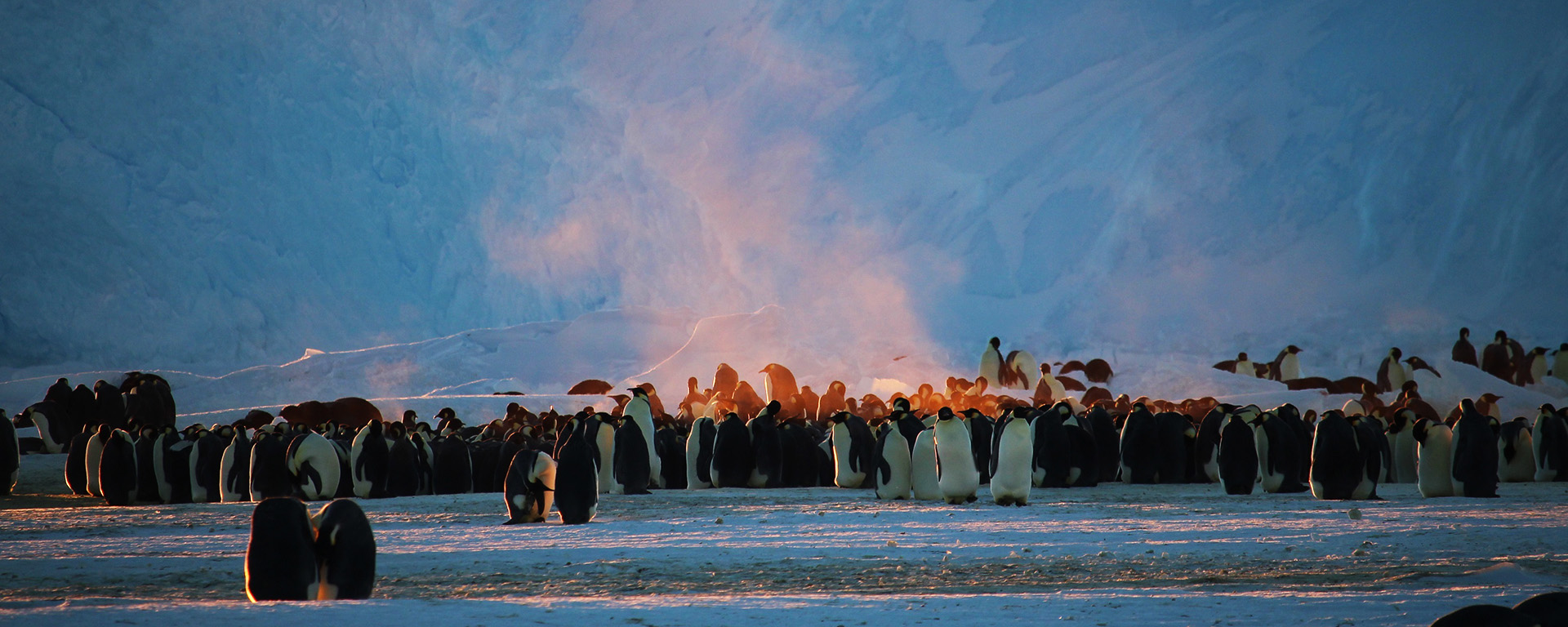 Steam coming from emperor penguins huddling together