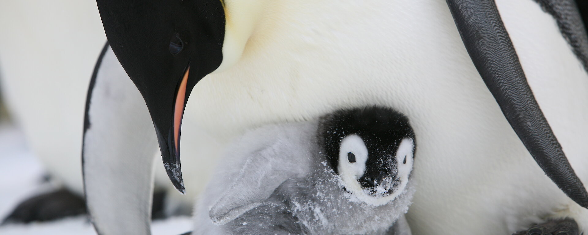 A penguin chick in the snow with an adult penguin leaning over it.