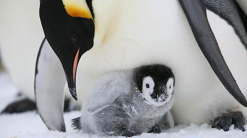 A penguin chick in the snow with an adult penguin leaning over it