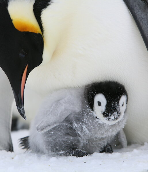 A penguin chick in the snow with an adult penguin leaning over it.