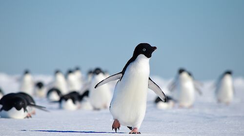 Adelie penguin walking towards camera on the sea ice near Davis.