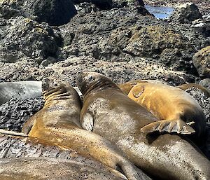 Three elephant seals lie together in a rocky landscape. Two of them are looking up towards the photographer.