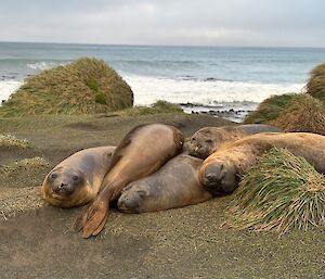 Five sleeping elephant seals piled up on one another. They are sleeping amongst tussock grass and dirt and the ocean and waves are on the background.