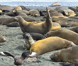 A large beachside scene of elephant seal cows with some pups and a bird flapping its wings in the foreground.