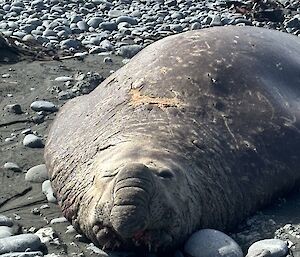 A very large grey, battled scarred elephant seal lies asleep on the beach surrounded by dark grey sand and pebbles.