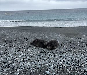 Two very chubby pups cuddle up against each other on the sandy, pebbly beach with the ocean in the background.
