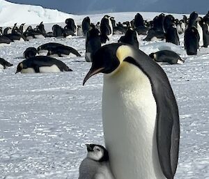 An adult emperor penguin with its chick. A large group of emperor penguins behind.