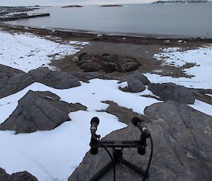 A pair of microphones is perched above a group of about a dozen seals lying together