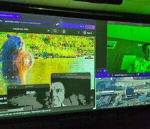 A picture of a projected screen that includes a live stream of a Capybara, a DJ and an Antarctic Station