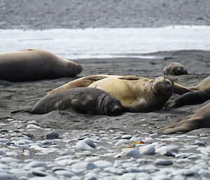 A dark beach has about 10 brown and grey elephant seals lying on it. Some are lying against each other, others are lying alone